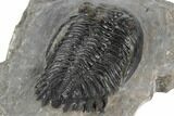 Hollardops Trilobite With Visible Eye Facets - Ofaten, Morocco #197120-5